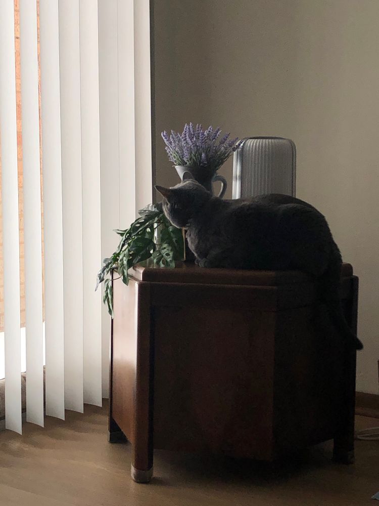 Image of a gray cat sitting on a wooden side table next to a creeping vine plant and a vase of lavender. The cat is looking out the window, which has long vertical blinds. End ID.