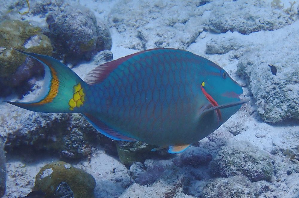A large fish with a teal body and purple, yellow, and orange bands on its fins swims above a sandy bottom. 