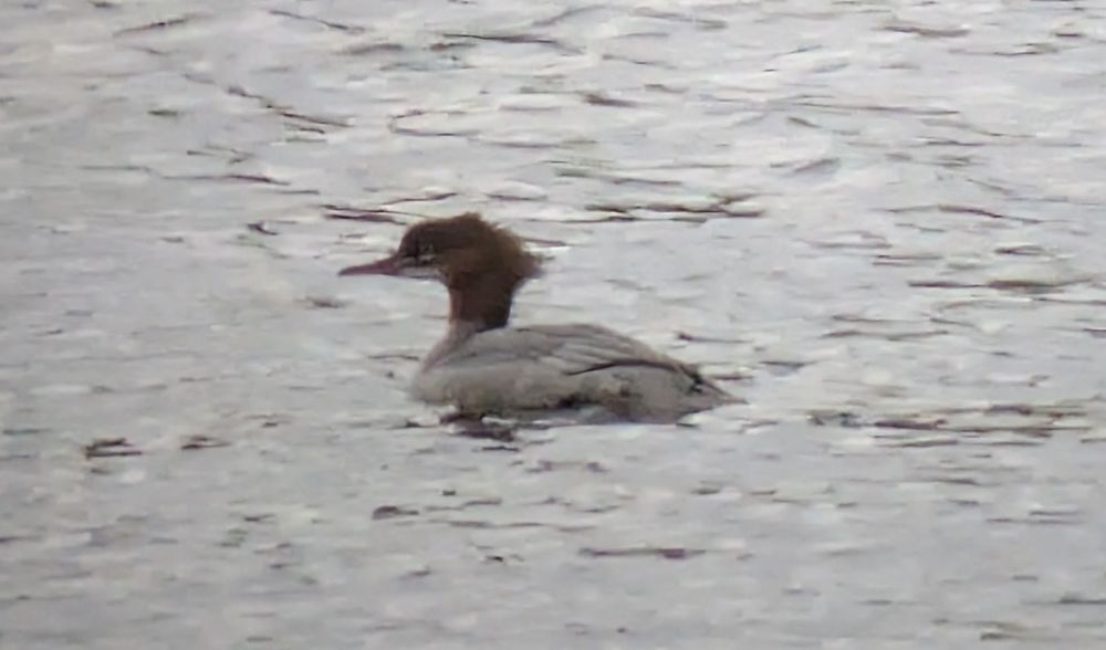 Jiv Goosander - Upton Warren Moors Pool 27/9/25