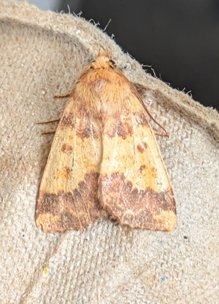 Barred Sallow - Bromsgrove 24/09/25