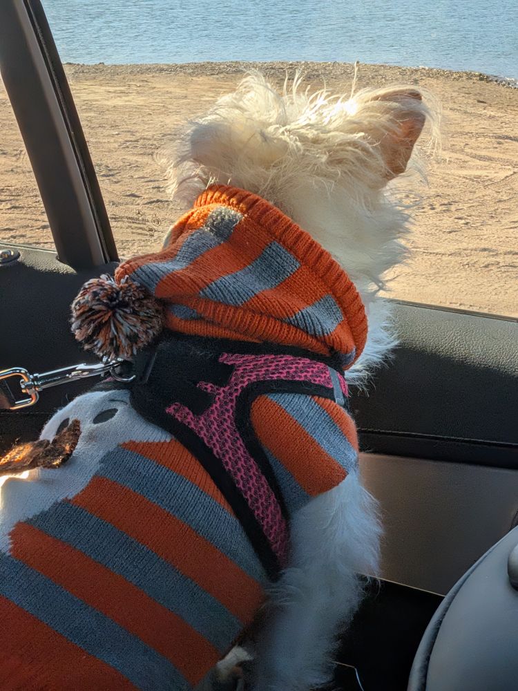 A crazy dog looking outside at the sand and water