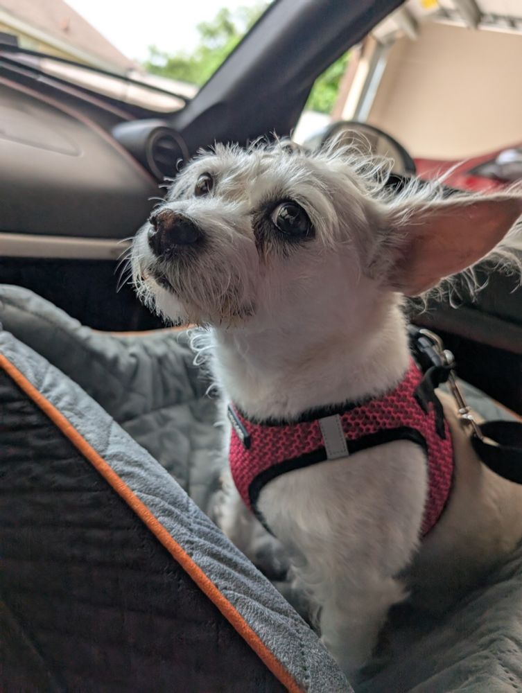 An older Chihuahua mix sitting in a car seat.