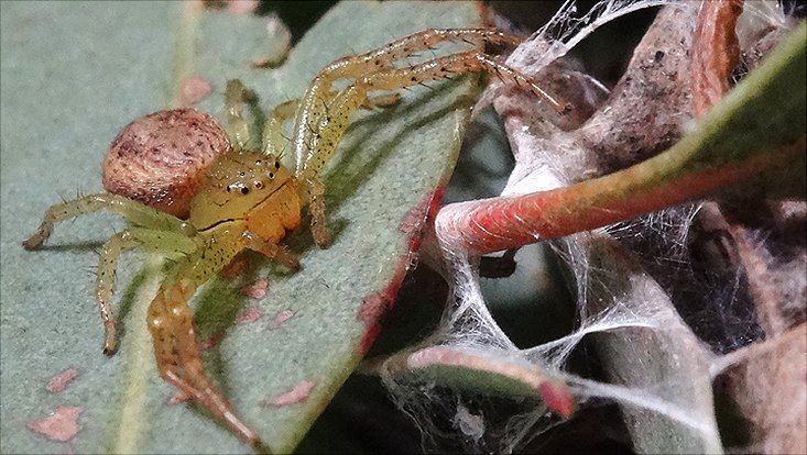 A crab spider with bright yellow/green prosoma and legs and a light brown opisthosoma sits on a leaf