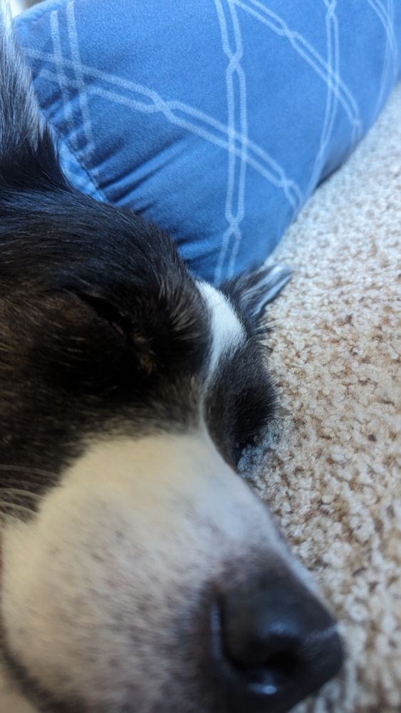 A very close up picture of a border collie, eyes completely closed, from the same floor perspective as where she's laying