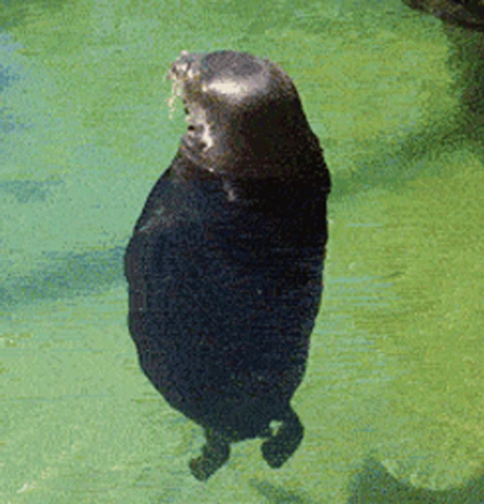 a seal is standing in the water and looking up