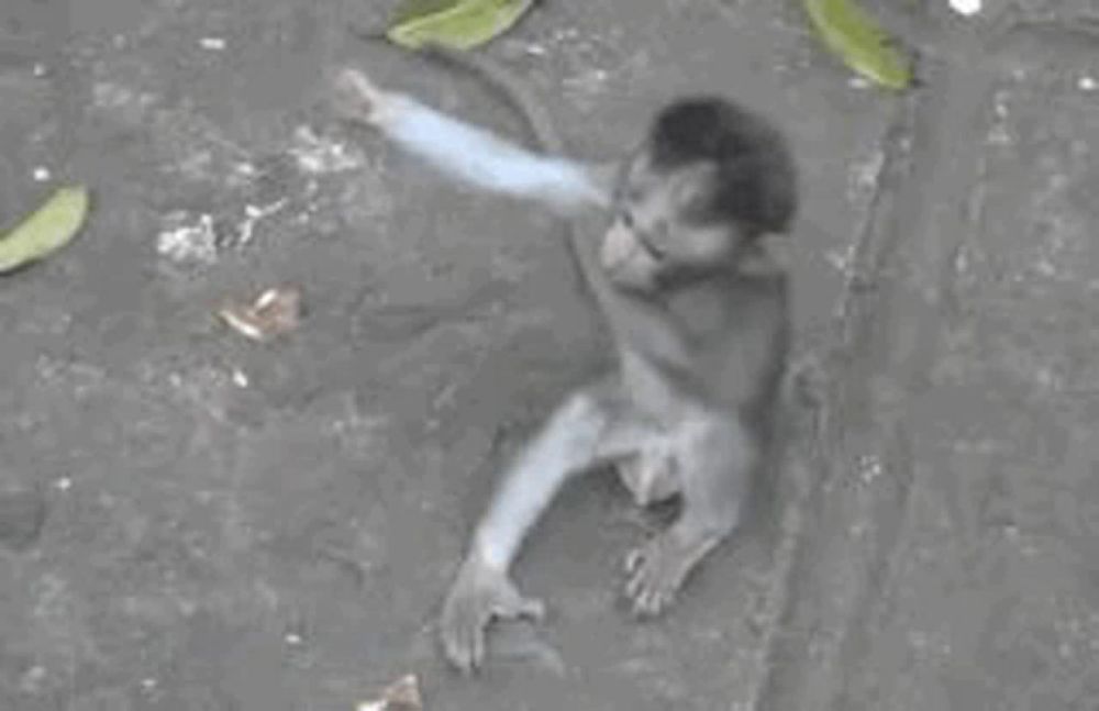 a monkey is sitting on the ground with its hands up .