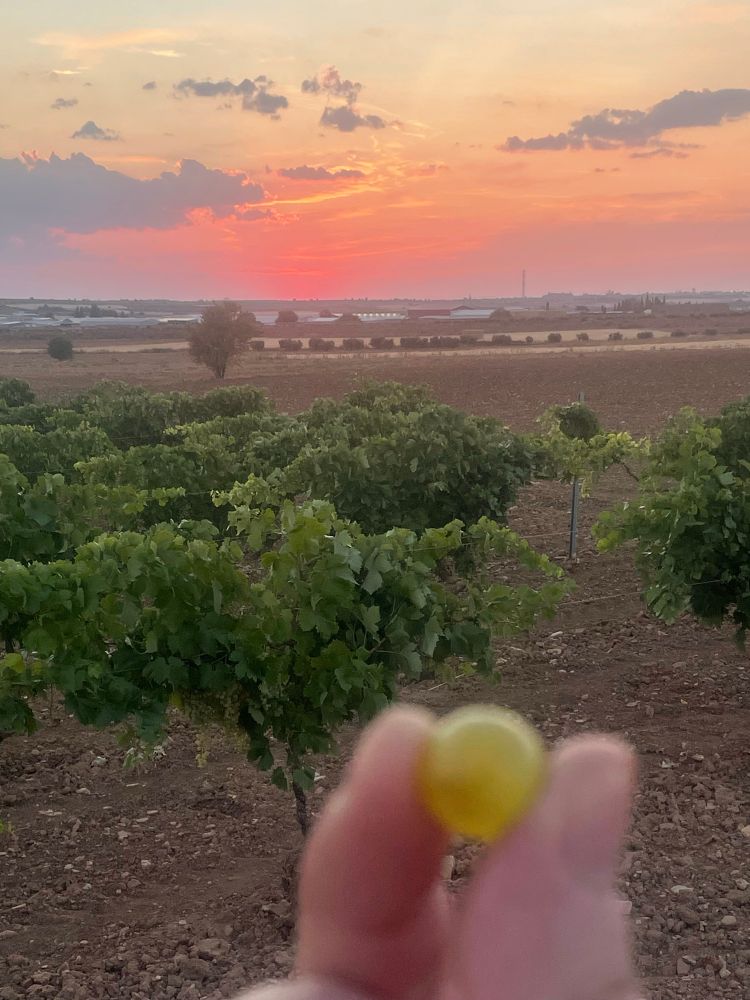 Uva recién cogida de la cepa con la puesta de sol de fondo
