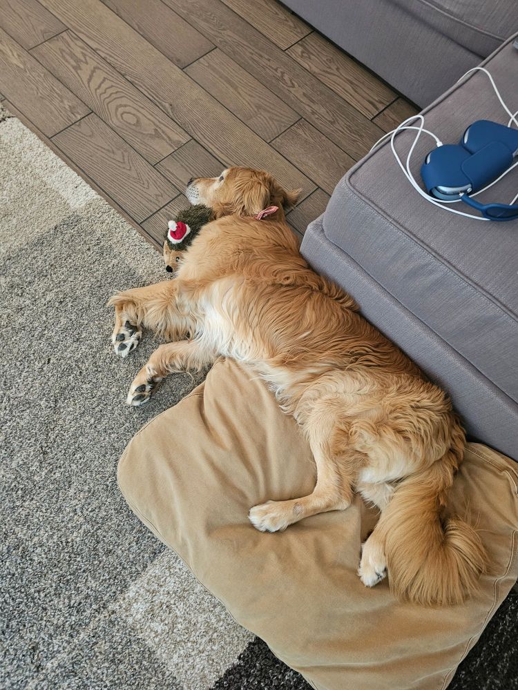 A golden retriever snoozes half on a dog bed, half on the floor. A plushie hedgehog with a Santa cap, his favorite toy at the moment, is tucked under his chin. 