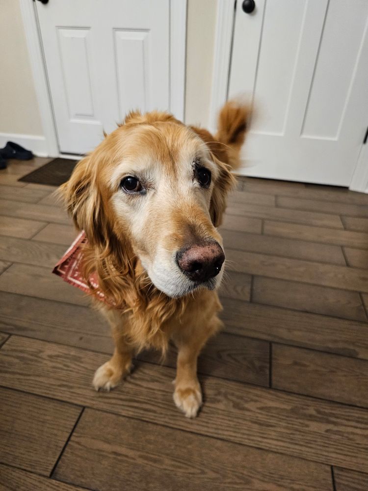 Skeptical golden retriever. 
