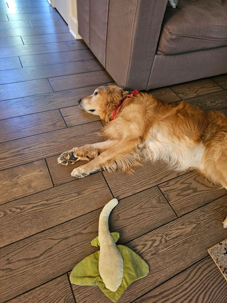 A golden retriever has flopped on the wood floor. He won't make eye contact. A stuffie lays abandoned nearby. 