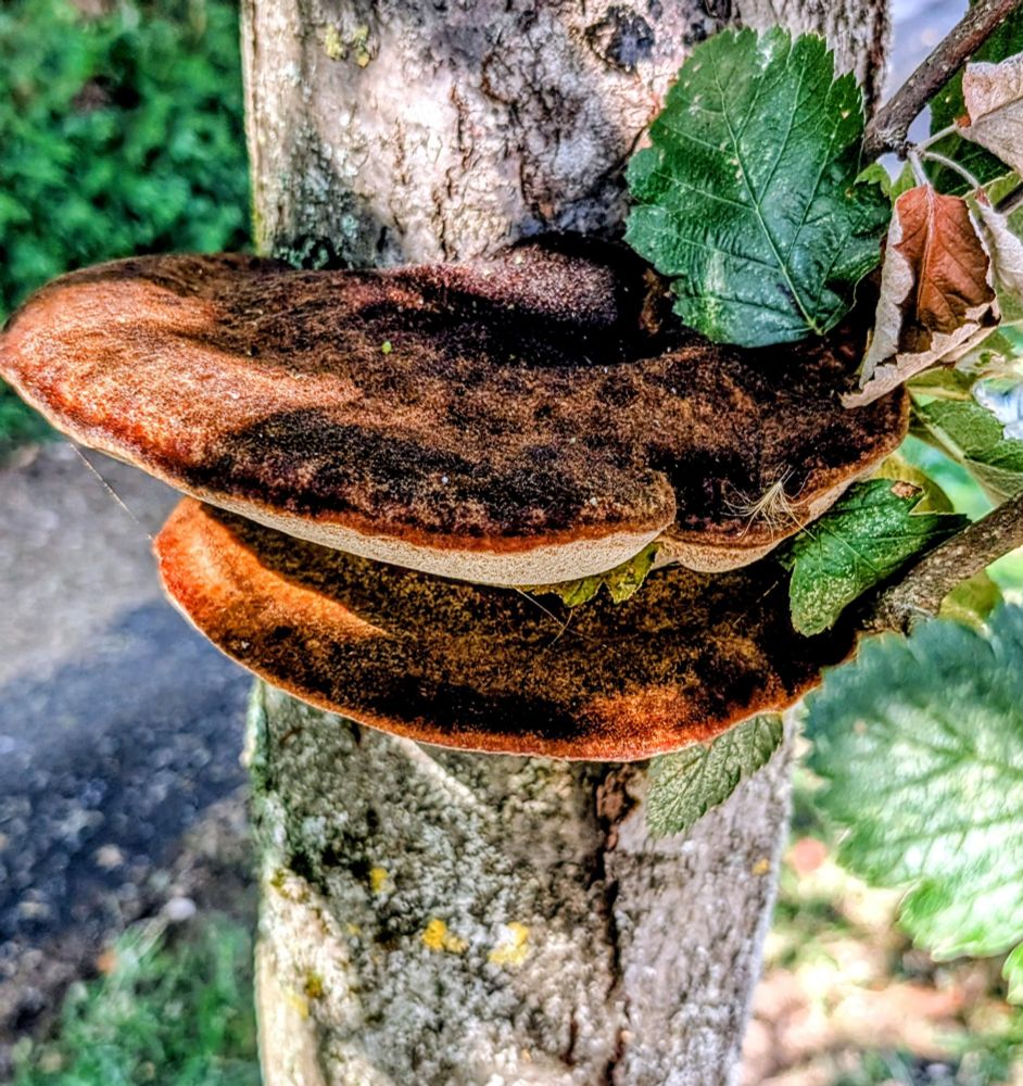 Large bracket fungus 
