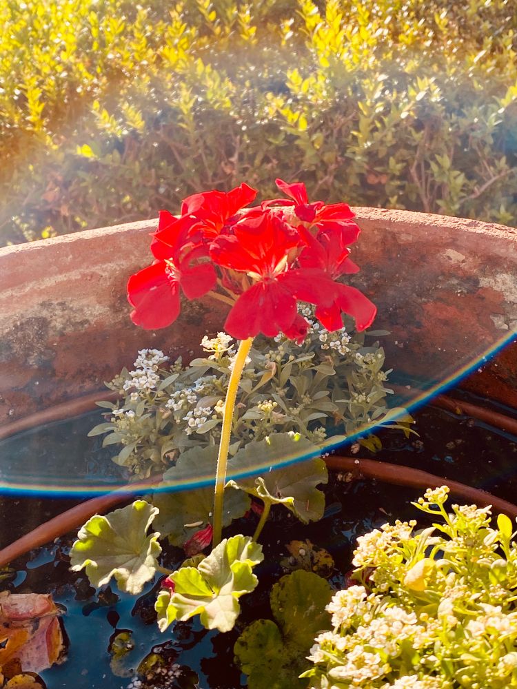 Red Geranium flowers standing tall in a reddish brown clay plot. The soil is wet and there’s green foliage scattered. 