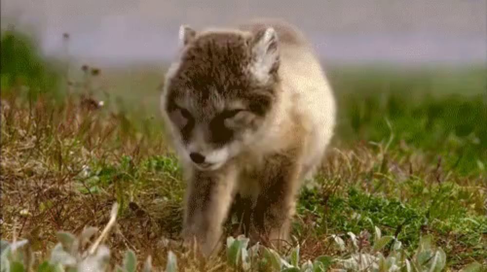 a fox cub is walking through a field of grass .