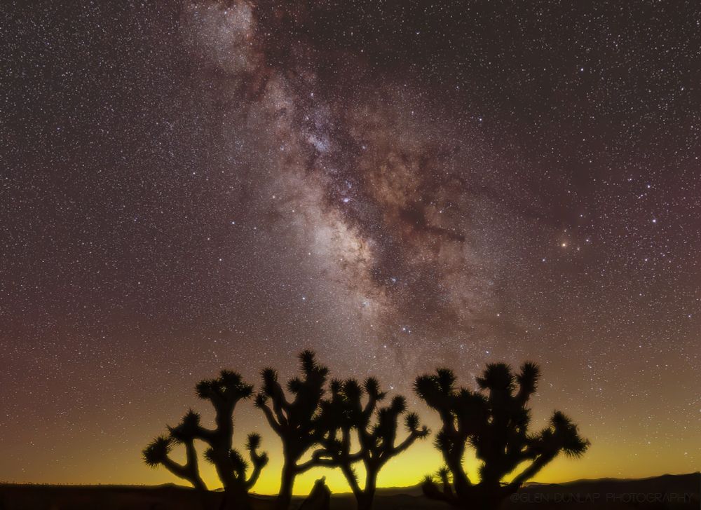 Photograph of the Milky Way over a stand of Joshua Trees. 