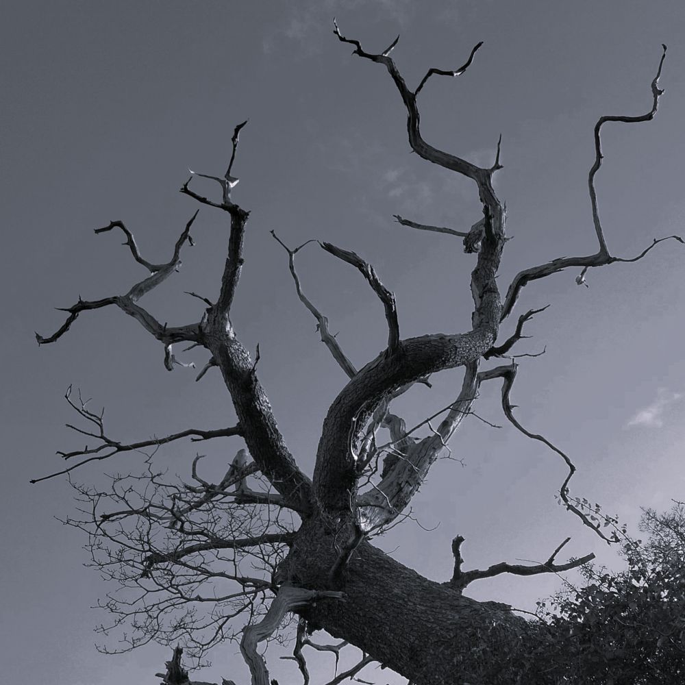 Bare, dead, branches of an oak tree against a clear sky, photographed in B&W. 