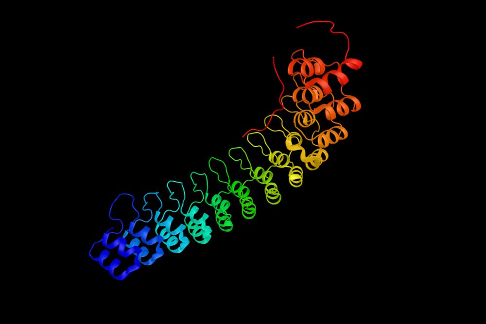 3D rendering of a Ankyrin R adaptor protein