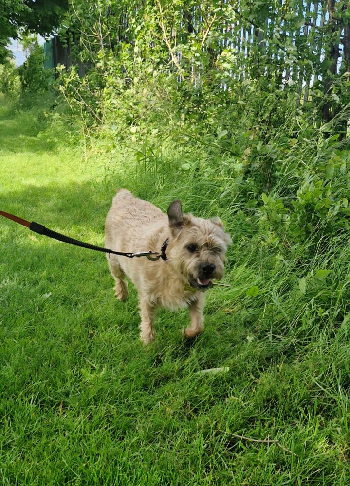A brown border terrier running in a field. His right ear is up in the air!