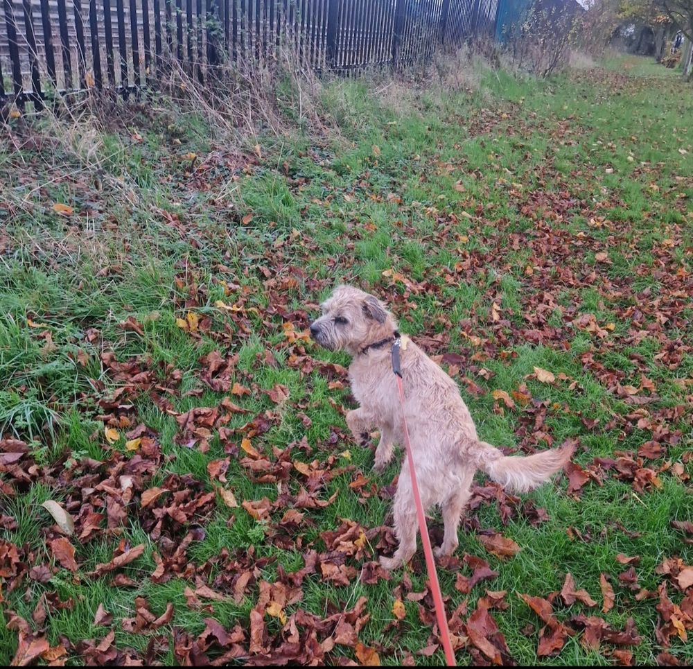A brown border terrier dog standing in a field with a front left leg raised on alert. The field is full of brown leaves. The dog is waiting for a train to come past. 