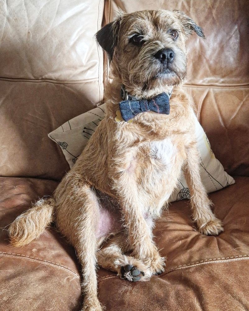 A brown border terrier dog sitting on a tan coloured sofa. He is wearing a navy tweed bow tie and looks very distinguished. A cushion is behind him.