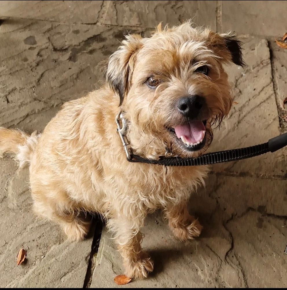 A Border terrier dog sitting on a briwn concrete slab. He looks like he is smiling.