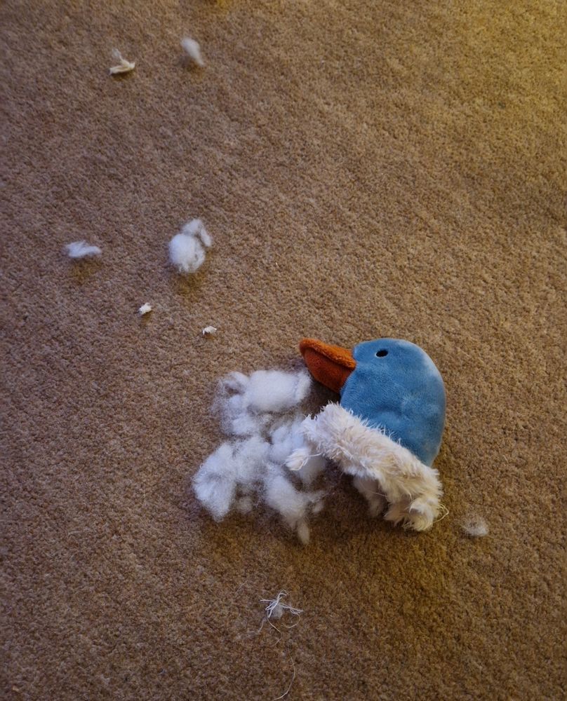 A toy duck head that is lying on a brown carpet. It was the border terrier, with his teeth, in the living room!