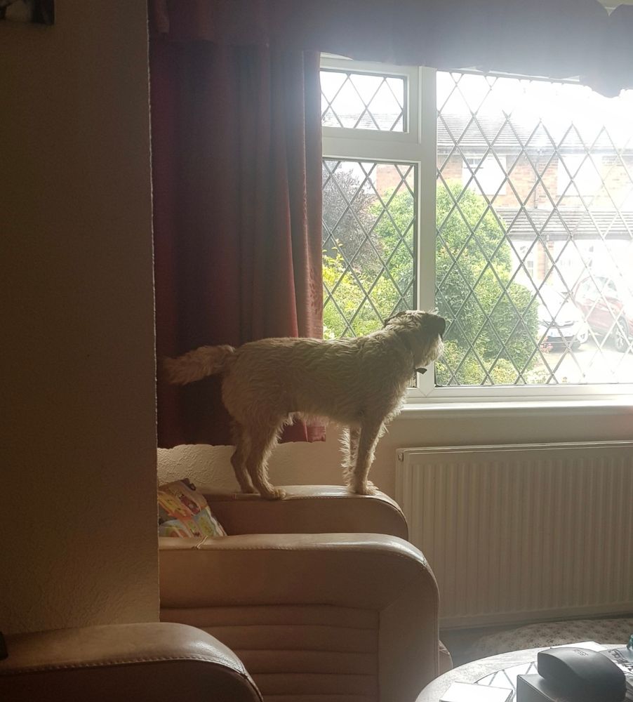 A brown border terrier dog standing on the arm of a chair looking out of a window.