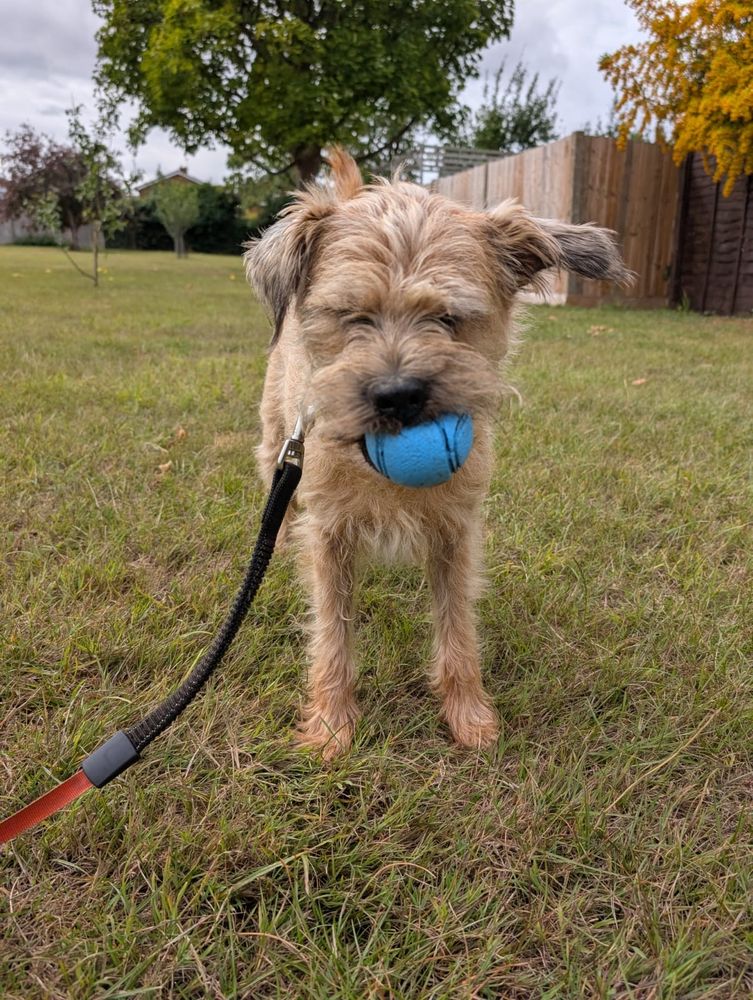 A brown border terrier dog standing up on the grass with a blue ball in his mouth. His eyes are closed. 