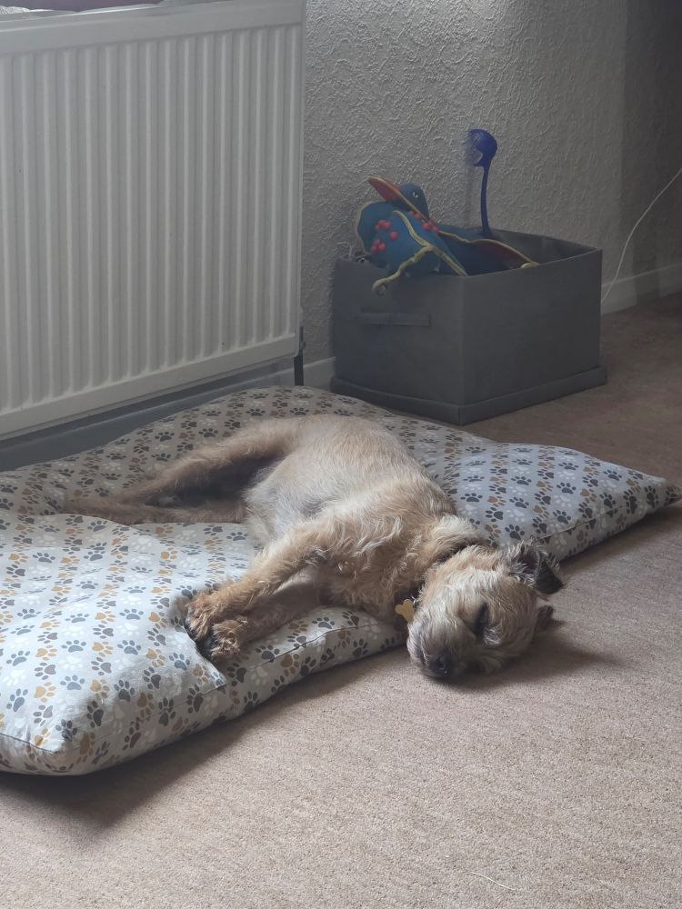 A brown border terrier asleep on a oaw print bed. His body is on the bed, his head is resting on a brown carpet. Hjs grey fabric toybox sits next to his bed. 