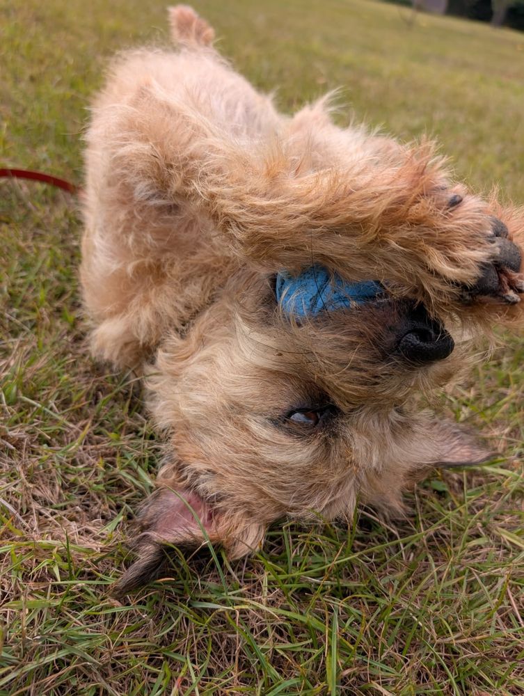 A brown border terrier dog lying upside down on the grass with a blue ball in his mouth. His paws are close to holding the ball. 