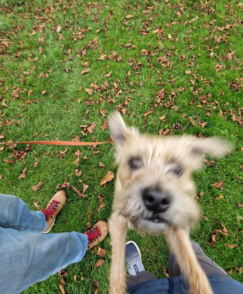 A brown border terrier jumping up at its owner. His face is very blurry. 