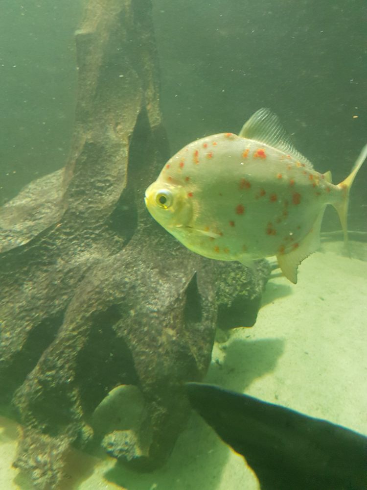 Myloplus cf. rubripinnis, a serrasalmid from the Neotropics. This individual one of a group obtained in 1988!