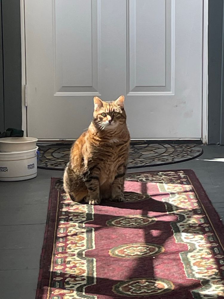 My kitty getting some sun 