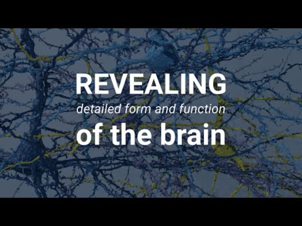 Revealing the largest wiring diagram and functional map of the brain