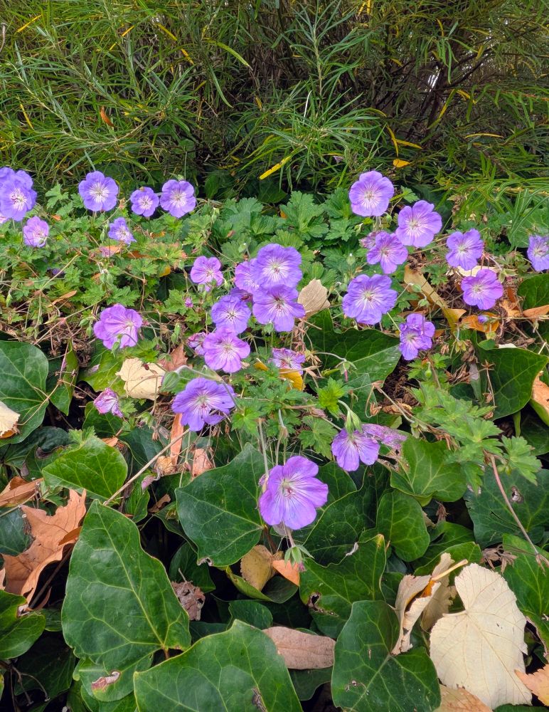 Géranium rozanne en fleurs au milieu de lierres rampants dans un parc en ville