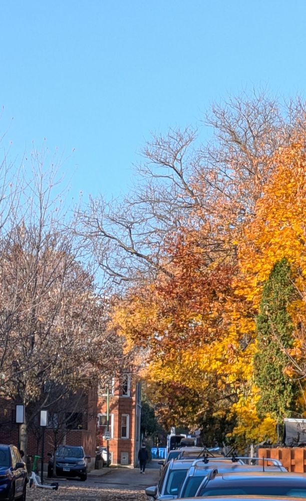 Hyde Park fall foliage hanging on 