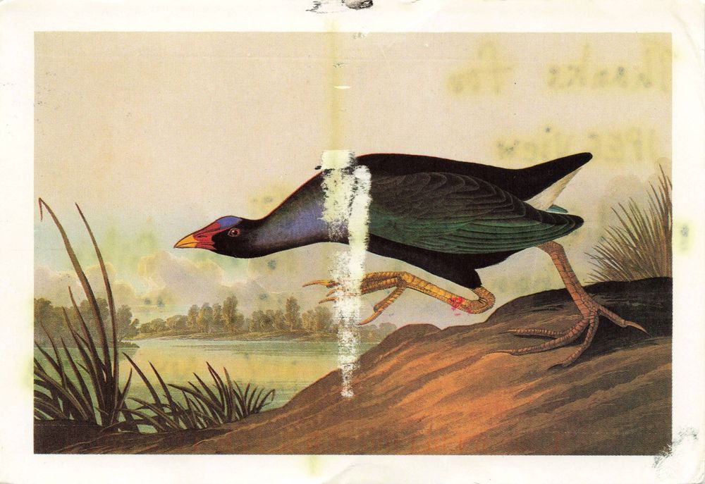 Back: JOHN JAMES AUDUBON (1785-1851)
Purple Gallinule, 1836 (Havell Pl. 305)
Watercolor on paper, 12⅜ × 19⁹∕₁₆ in.
Buffalo Society of Natural Sciences
4Q-16-R8PG