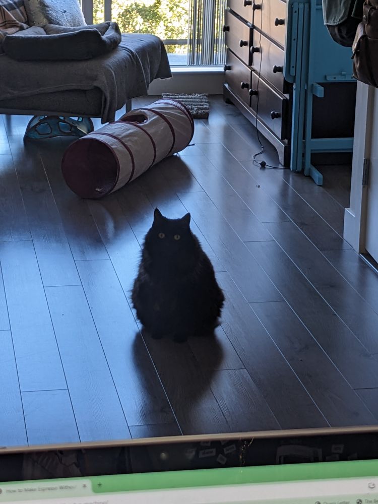 photo of a fluffy black cat sitting halfway across the room. part of a laptop screen is visible in the frame 