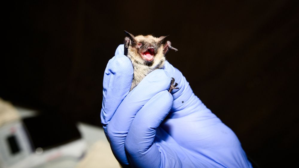 A Fungus Decimated American Bats. Now Scientists Are Fighting Back.