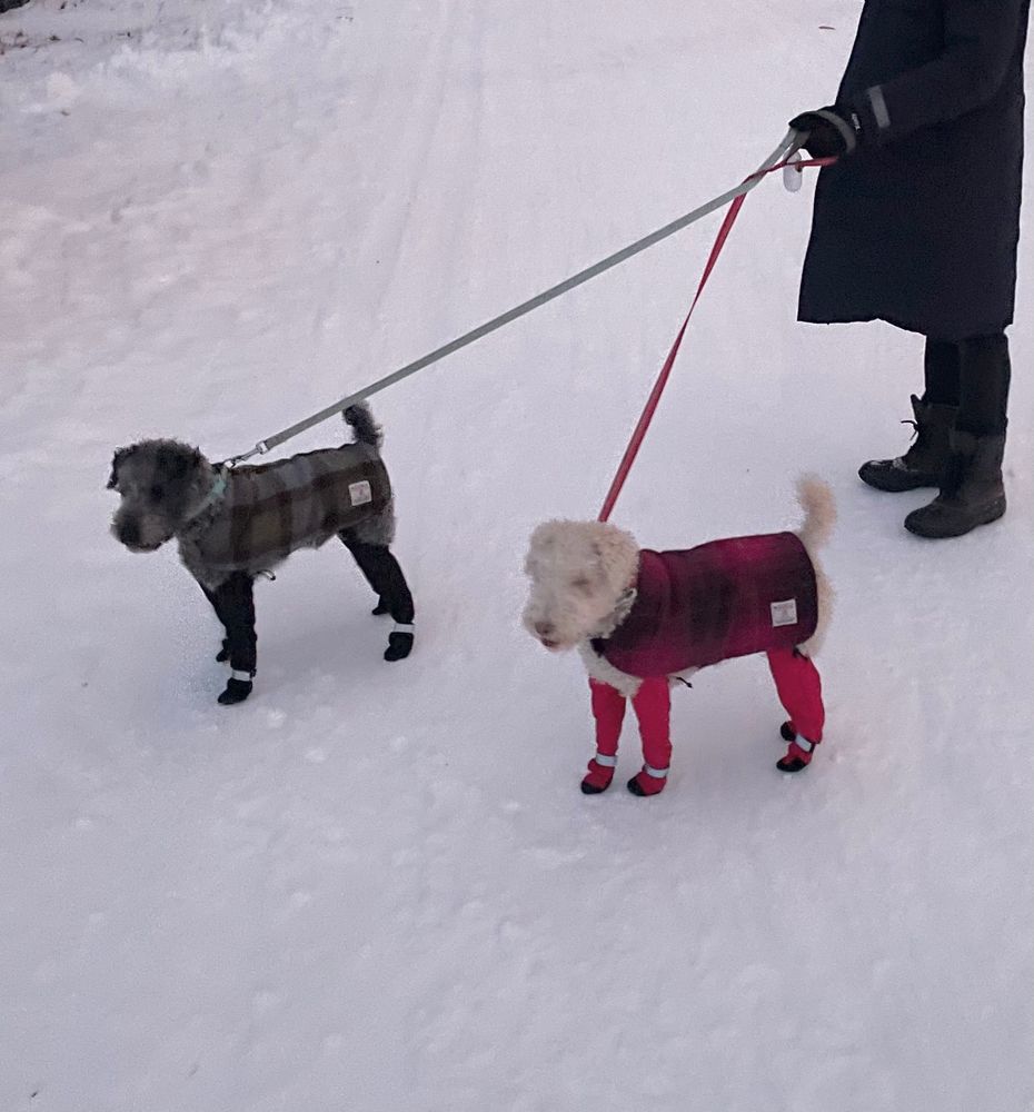 Two Lakeland Terriers dressed up for the cold and snow. 