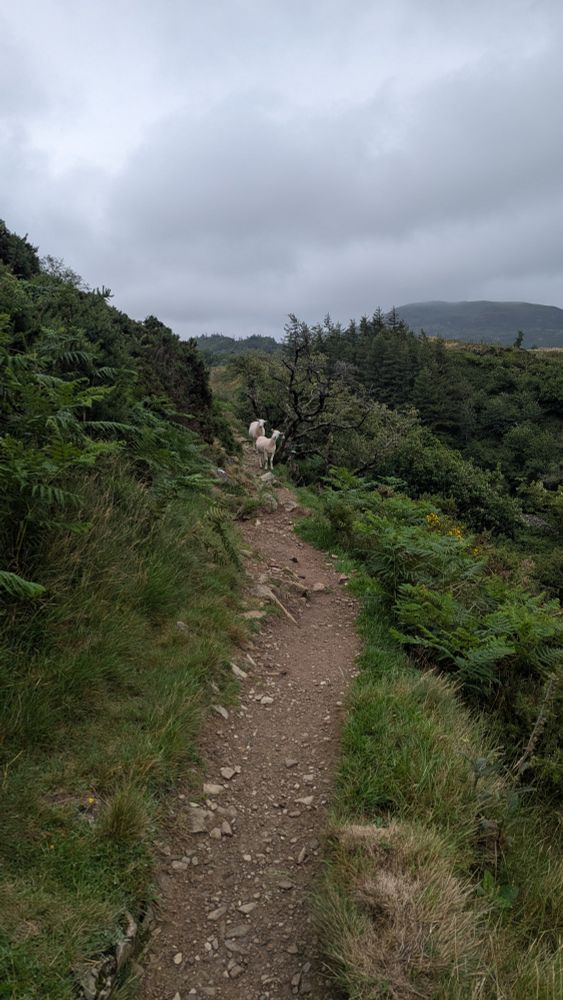 A slightly rocky trail hedged by green growth on either side, with overcast skies and foggy mountains in the background. On the trail about 10 meters ahead are two sheep heading towards Lukalock, the photographer.