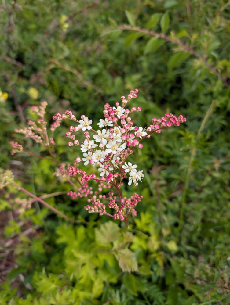 Meadowsweet 