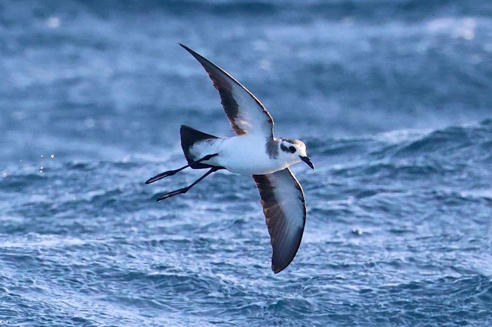 White-faced storm-petrel, 12km SE of Brava