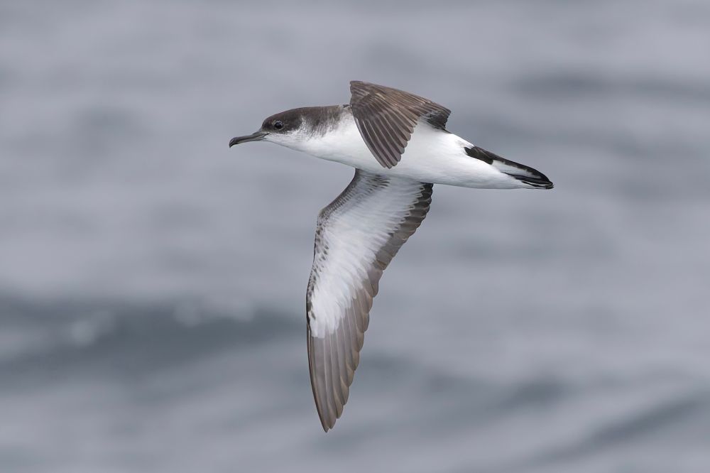Manx shearwater 