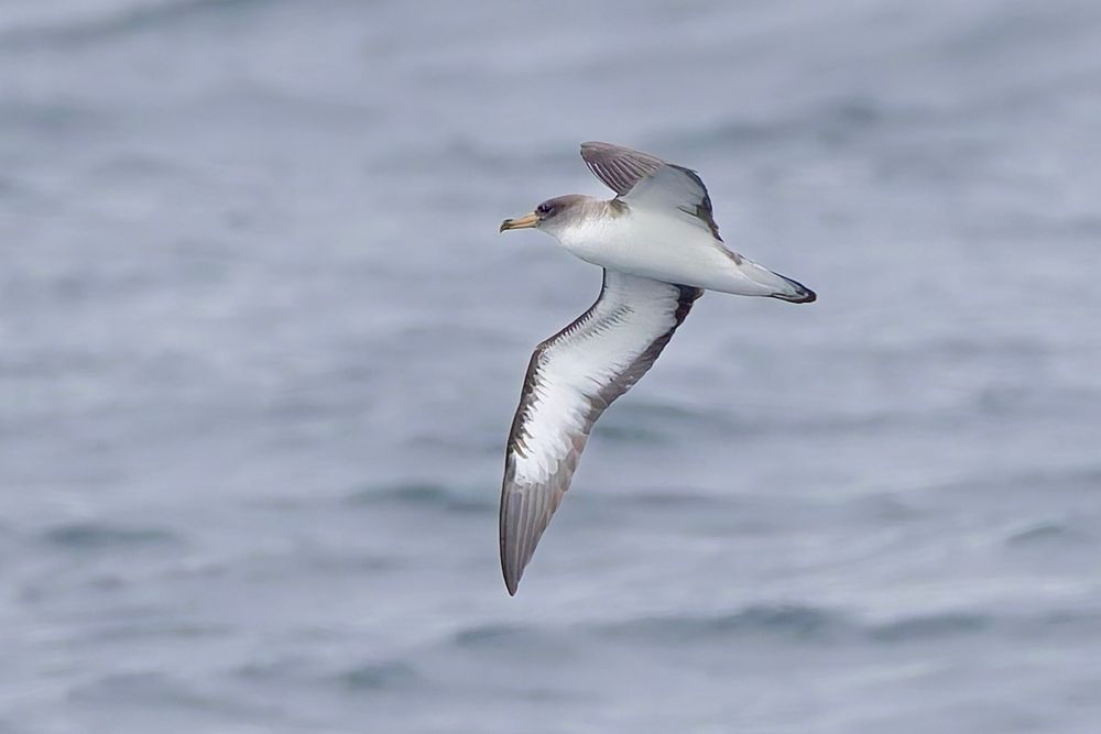 Cory’s shearwater 