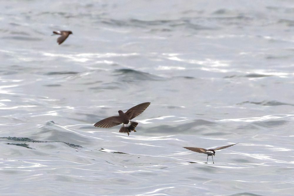 Three Wilson’s storm-petrel. Near two individuals both fresh juvs., distant bird a moulting adult. 