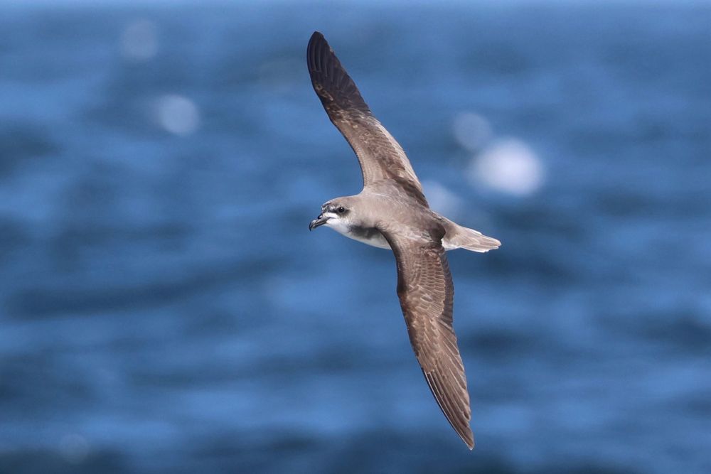 Cape Verde Petrel, 8km SSW of São Filipe 