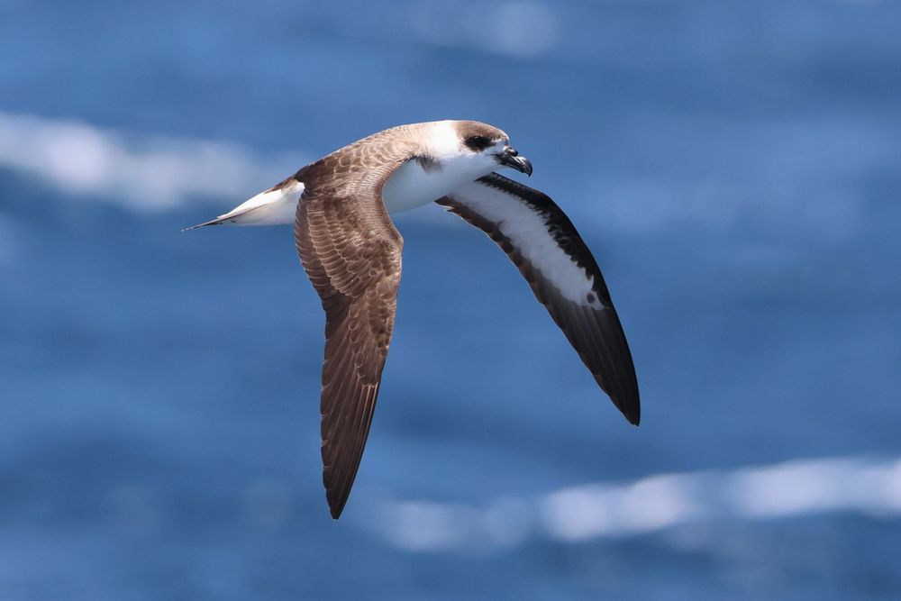 Black-capped petrel, 5km west of São Filipe