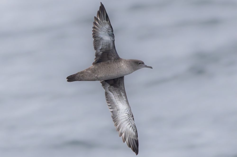Sooty shearwater