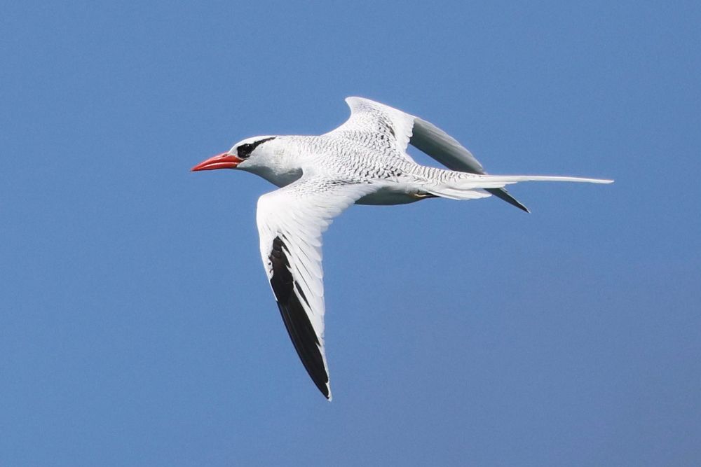 Red-billed tropicbird, Ilhéu de Cima