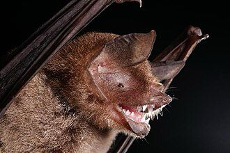 Foto einer Fledermaus. Es sieht aus als würde sie die Arme bzw. Flügel jubelnd in die Luft strecken, das Maul ist geöffnet, man könnte meinen sie freut sich.